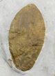 Fossil Dogwood Leaf - Montana #31987-1